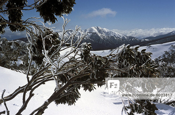 Winterlandschaft der Berge gesehen durch verschneite Äste  Mount Feathertop aus Mount Hotham  Highländer  Victoria  Australien  Pazifik