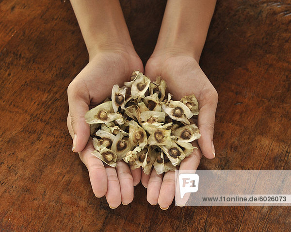 Pod Samen der Malunggay (Moringa Oleifera Lam)  eine nützliche Pflanze Förderung gute Augen  Verdauung und ein Heilmittel gegen Bauchschmerzen