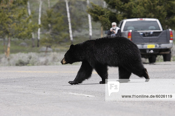 North American black bear crossing road  Yellowstone National Park  Wyoming  United States of America  North America