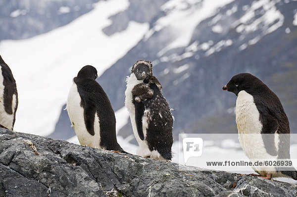 Adeliepinguine Mauser  Yalour Island  Antarktische Halbinsel  Antarktis  Polarregionen