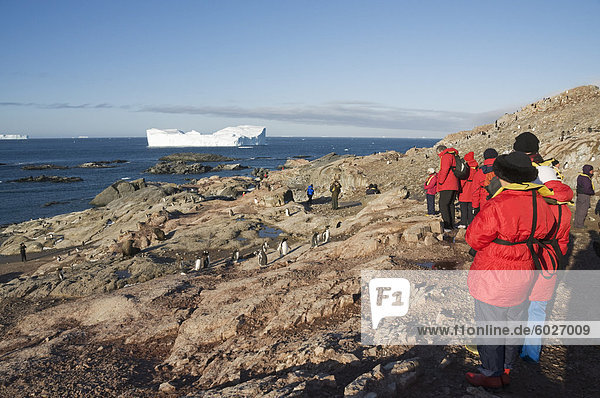 Gentoo penguins  Gourdin Island  Antarctic Peninsula  Antarctica  Polar Regions
