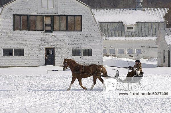 A woman taking a horse and sleigh ride in South Woodstock  Vermont  New England  United States of America  North America