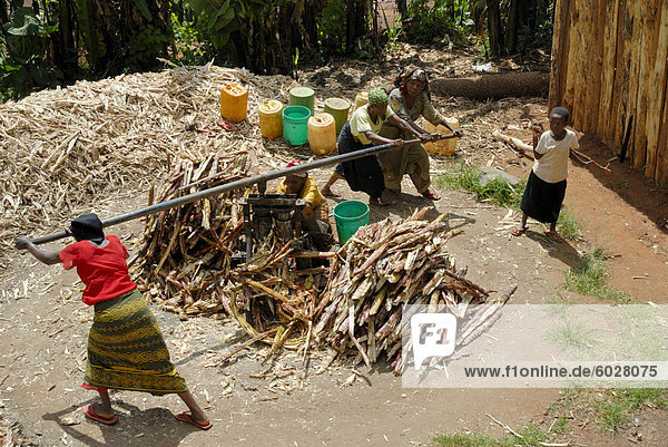 Frauen drücken Zuckerrohr  Tansania  Ostafrika  Afrika