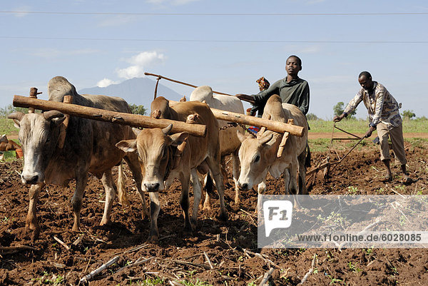Ox plough  Mount Babati  Hanang  Tanzania  East Africa  Africa