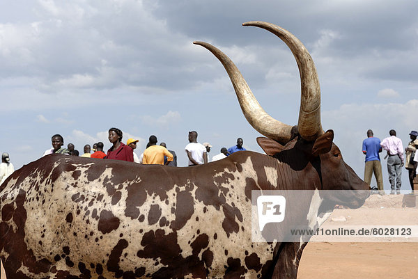 Ankole Kuh  Kampala  Uganda  Ostafrika  Afrika