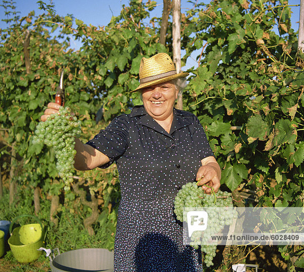 Grape picker near San Gimignano  holding Malvasia grapes  Tuscany  Italy  Europe