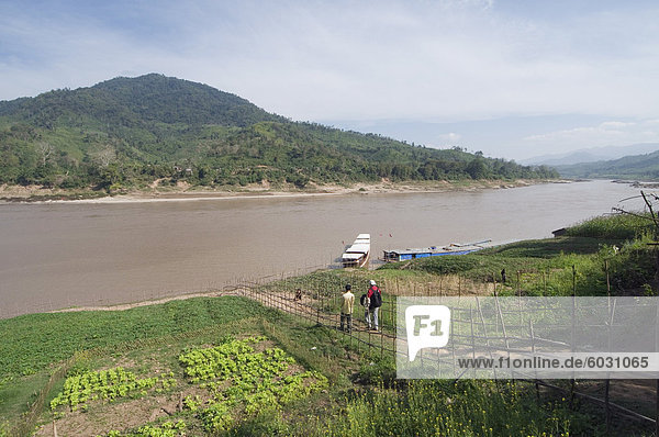 Crops on side of Mekong River at Gom Dturn a Lao Luong Village in the Golden Triangle area of Laos Indochina Southeast Asia Asia