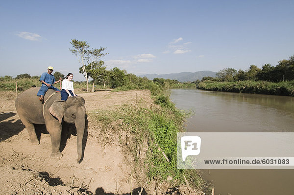 Elephants at the Anantara Golden Triangle Resort  Sop Ruak  Golden Triangle  Thailand  Southeast Asia  Asia