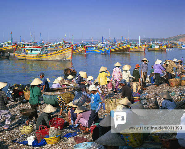 Dorf Menschen sammeln die morgen Fang vom Boot Fischereiflotte  Mui Ne  südlich-zentralen Küste  Vietnam  Indochina  Südostasien  Asien