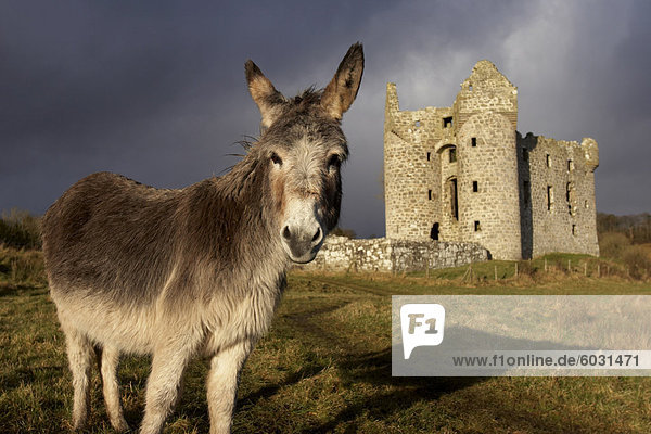 Ein Esel Schürfwunden vor 17. Jahrhundert Monea Castle  County Fermanagh  Ulster  Nordirland  Vereinigtes Königreich  Europa