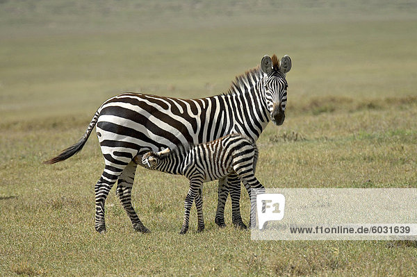 Ostafrika klar Steppenzebra Equus quagga Sorge Afrika Ngorongoro Crater Tansania Zebra Equus quagga Steppenzebra