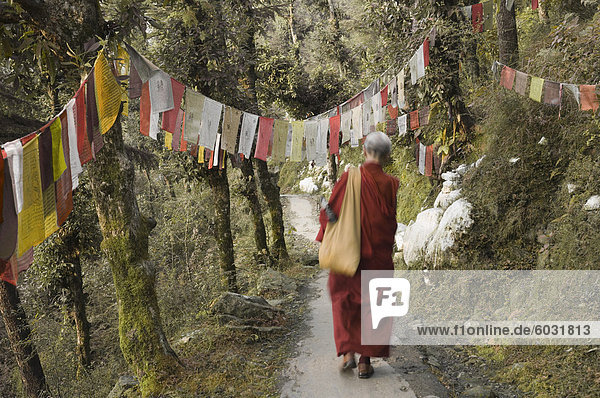 Buddhist monk walking down path  McLeod Ganj  Dharamsala  Himachal Pradesh state  India  Asia