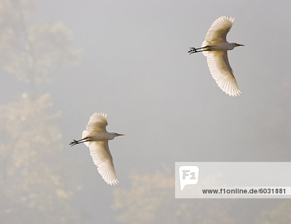 Fortgeschrittene Egret (Mesophoyx Intermedia)  fliegen über den Bagmati Fluss  Kathmandu  Nepal  Asien