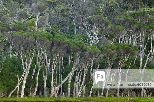 Eukalyptus Bäume  Wilsons Promontory National Park  Victoria  Australien  Pazifik