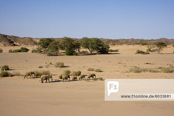 Herd of desert-dwelling elephants (Loxodonta africana africana)  Namibia  Africa