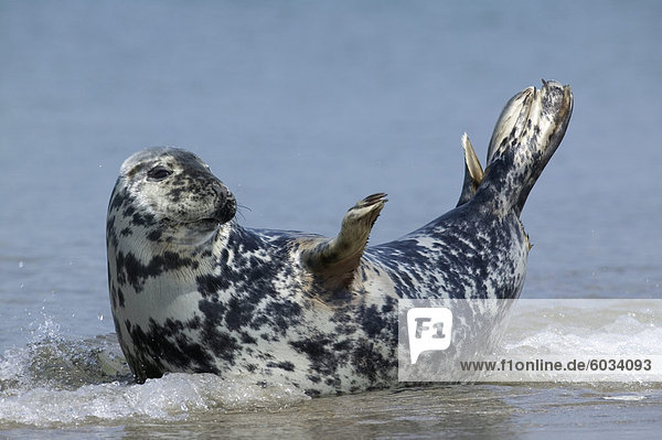 Kegelrobbe Halichoerus grypus Europa Deutschland Halichoerus grypus