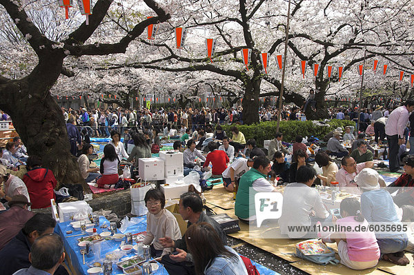 Gruppen von Menschen mit Picknick unter Bäumen  Cherry Blossom Festival  Sakura  Ueno Koen  Tokio  Honshu  Japan  Asien