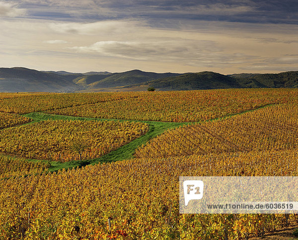 Weinberge in der Nähe von Lentigne  Beaujolais-Rhône  Rhône-Alpes  Frankreich  Europa