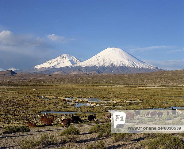 Lamas Weiden vor Vulkane Parinacota und Pomerape  Nationalpark Lauca  Chile  Südamerika