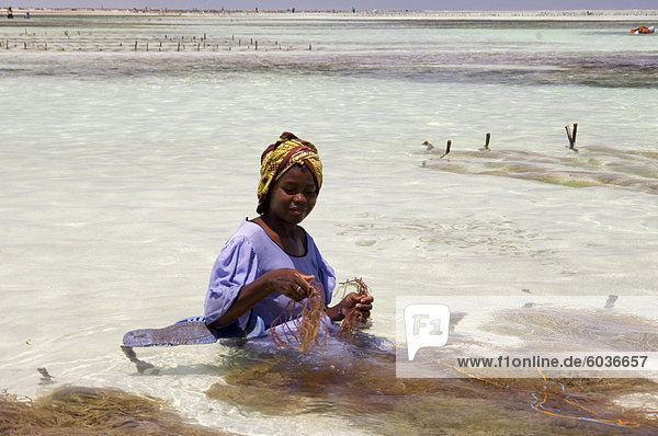 A woman in a colourful dress and headscarf sitting in the sea harvesting seaweed  Paje  Zanzibar  Tanzania  East Africa  Africa