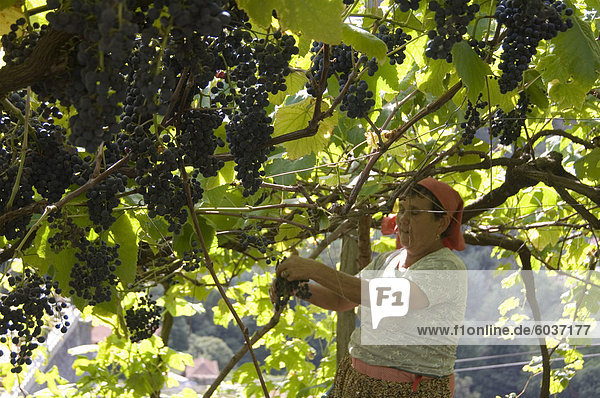 Eine Frau  die Ernte der Trauben im Dorf von Faja Grande in der Nähe der Südküste von Madeira  Portugal  Nordeuropa