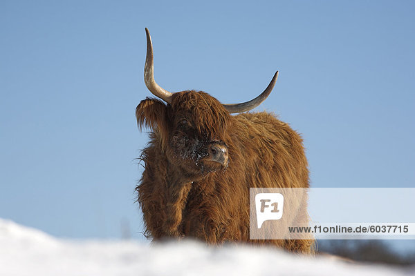 Highland Kuh im Schnee  Erhaltung Beweidung auf Arnside Knott  Cumbria  England  Vereinigtes Königreich  Europa