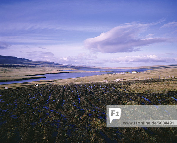 Ackerland  Bluff Cove  Falkland-Inseln  Südamerika