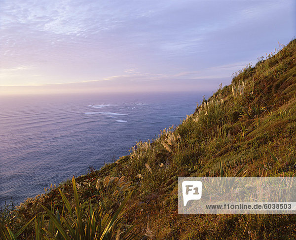 Flax and toi toi plants on the coast  Cape Reinga  Northland  North Island  New Zealand  Pacific