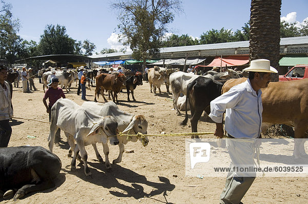 Vieh Markt  Zaachila  Oaxaca  Mexiko  Nordamerika