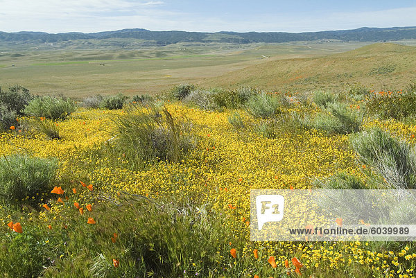 Antelope Valley Mohn Reserve  California  Vereinigte Staaten von Amerika  Nordamerika