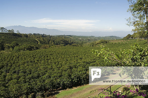 Kaffeeplantagen an den Hängen des Vulkans Poas  in der Nähe von San Jose  Costa Rica  Mittelamerika