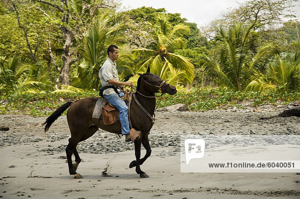Horses on beach at Punta Islita  Nicoya Pennisula  Pacific Coast  Costa Rica  Central America