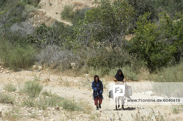 Local women on donkey  Dana Nature (Wildlife) Reserve  Jordan  Middle East