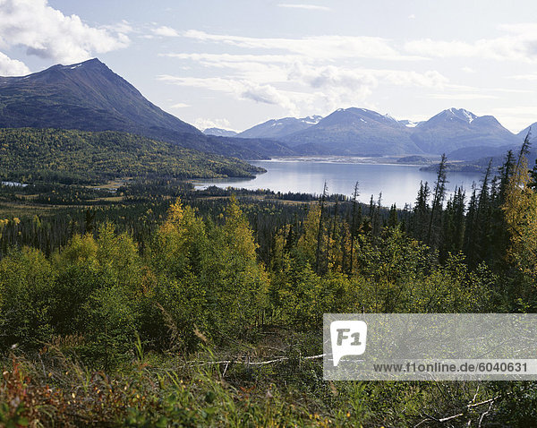 Northern coniferous forest around Lake Skilak on the Kenai Peninsula  Alaska  United States of America (USA)  North America