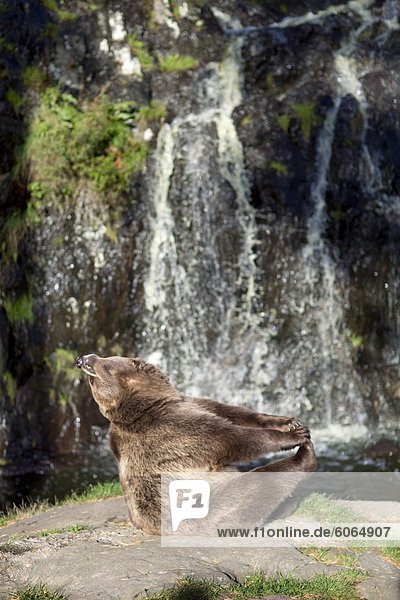 Brown Bear von Wasserfall