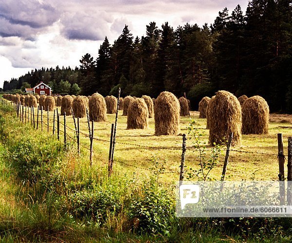 Feld mit Heuschober