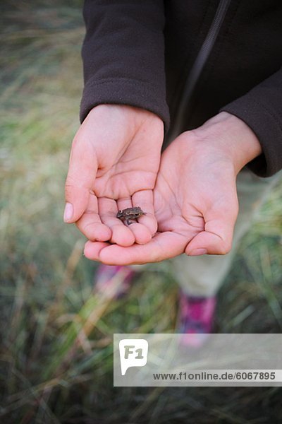 Small frog in child''s hand