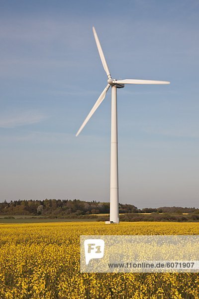 Windturbine Windrad Windräder Feld Raps Brassica napus