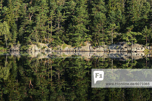 Kiefernwald spiegelt sich in See