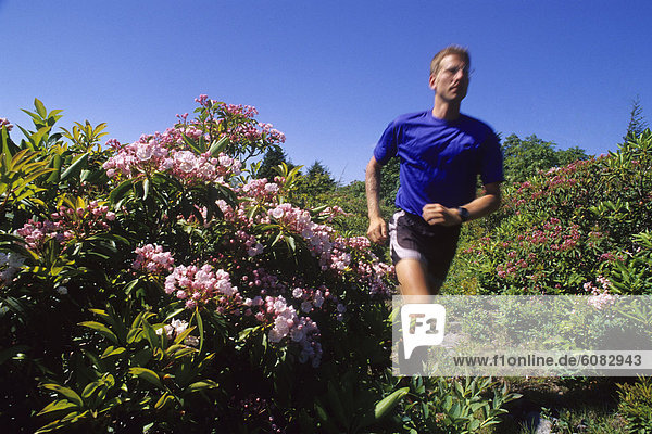 blühen  folgen  Läufer  Geschwindigkeit  Rhododendron