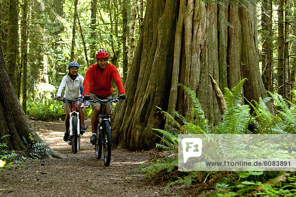 A group of three mountain bikers riding through the thick and mossy rain forest of the Olympic Peninsula.