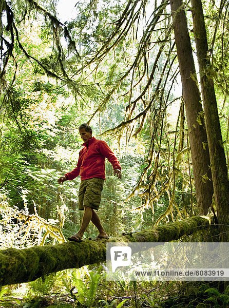 A man keeps his balance while walking along a mossy log in a thick forest.