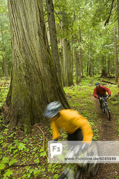 Two mountain bikers ride through a lush  old growth forest in North Idaho.