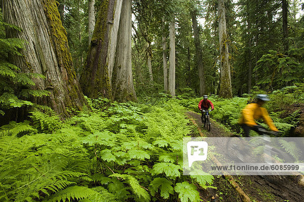 Two mountain bikers ride a trail through old growth cedars and a lush  green forest.