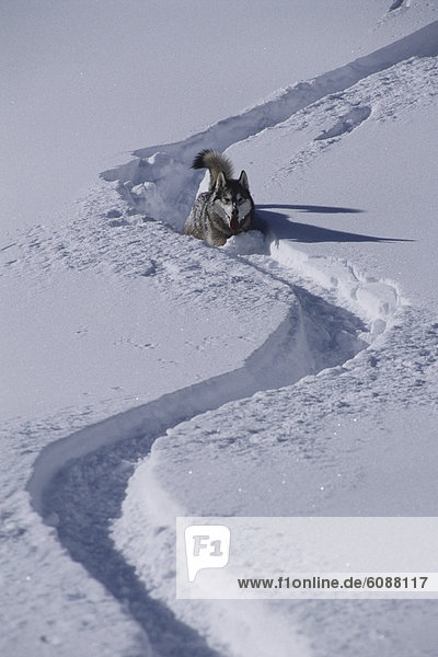 Ski  Husky  Colorado  tief  San Juan Mountains  Schnee