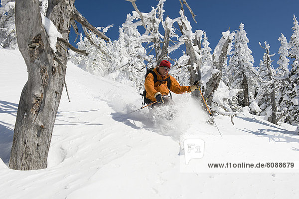 Ski  Skifahrer  Tag  Baum  unbewohnte  entlegene Gegend  Berghüttensänger  Sialia currucoides  Telemark