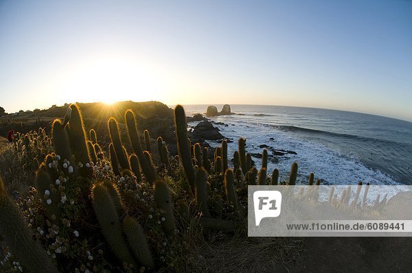 entfernt  Kitesurfer  Sonnenuntergang  über  fahren  Kaktus  Chile  mitfahren