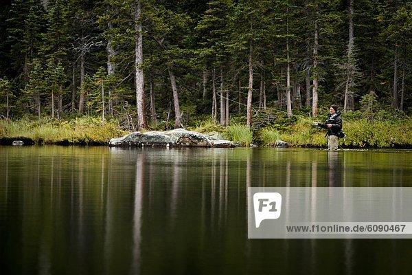 A senior man fly fishes in the backcountry on an overcast day  and catches Greenback Cutthroats at a lake in Colorado.