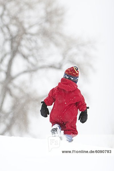 A two year old boy plays in a snowy field during a snowstorm in a red snowsuit in a park  Fort Collins  Colorado.