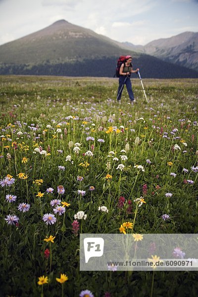 A female hiker in the Purcell Mountains  hiking through a wildflower meadow.